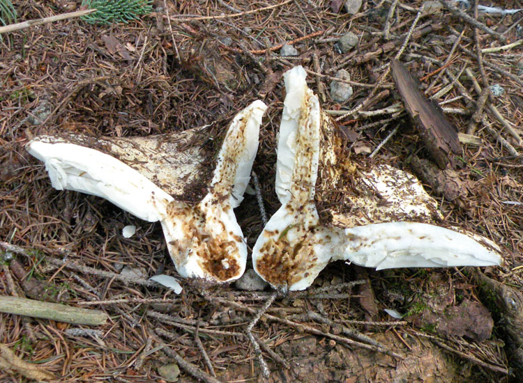 Russula delica?
